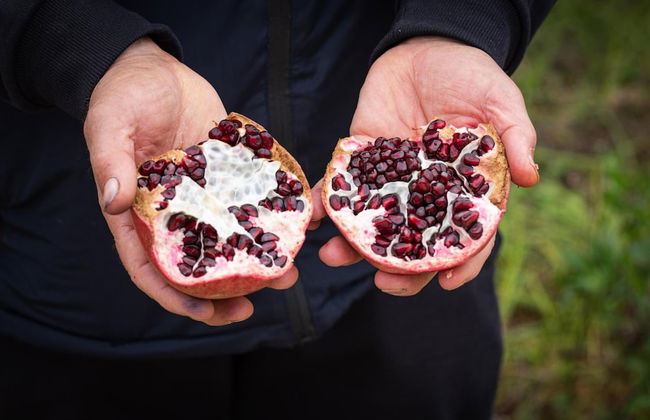 Panacea Residence - Foto 12