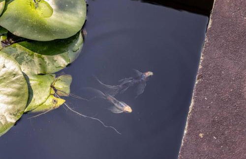 Farm living at it's best! - Foto 45