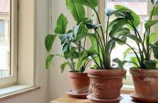 Villa Rosa Tarvisio - Foto 5