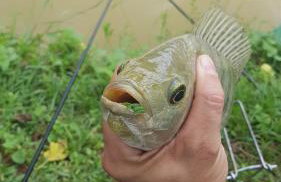 Chalé Barco Recanto Buscapé SFX - Foto 33