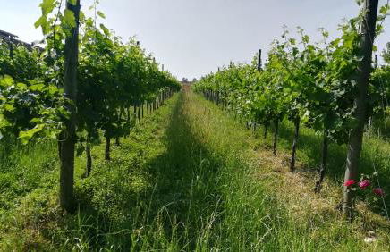 Agriturismo Le Crede 1930 - Foto 41