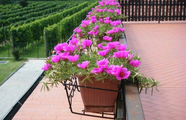 Agriturismo Grillo Iole - Foto 14