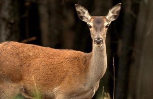 Casa Sandra - Apartamento Carlota - Foto 75