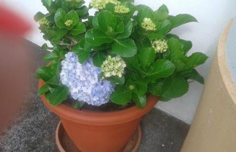 Vivenda Cinco Reis - Photo 26