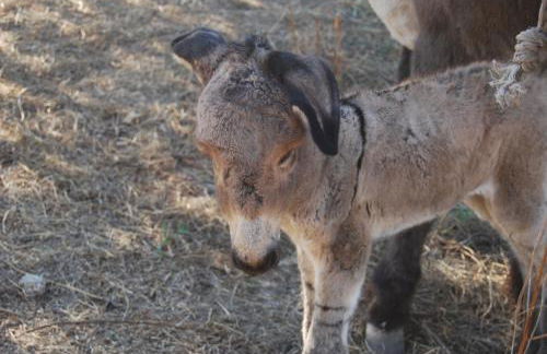 Tapada da Rabela - Reserva Natural - Foto 38