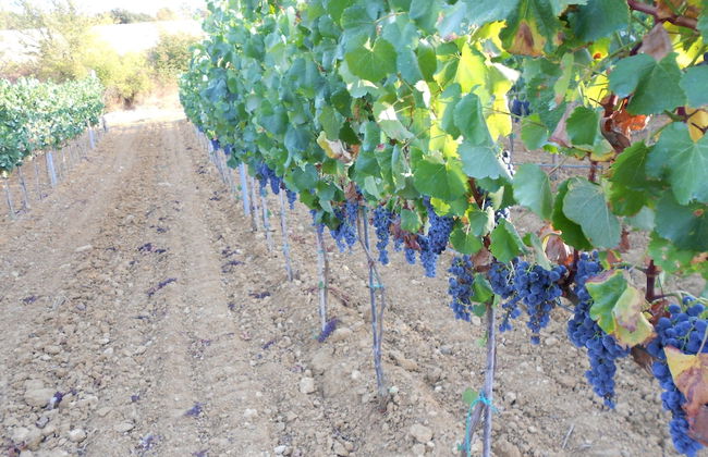 Agriturismo I Casamenti - Photo 38