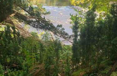 The Orchard Apartment, Clyde Valley - Foto 47