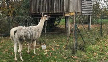 La Fermette Aux Lamas - Foto 4