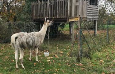La Fermette Aux Lamas - Foto 4