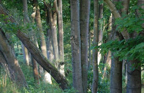 Natura Apartamenty - Foto 56