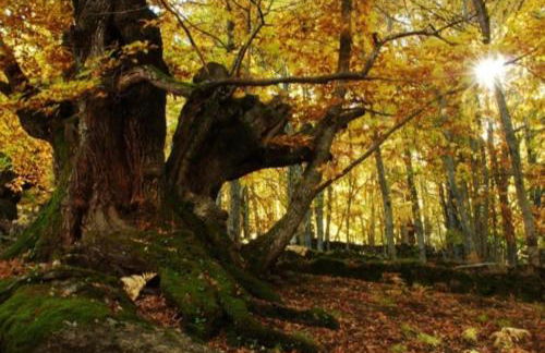 Casas Rurales Carroyosa del Jerte - Foto 36