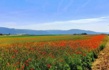 Ferienwohnung Aroma Moselblick - Foto 19