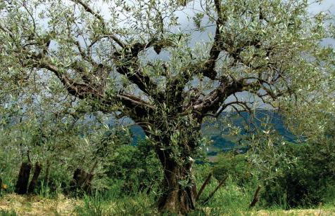 Holiday home Cielsereno - Foto 16