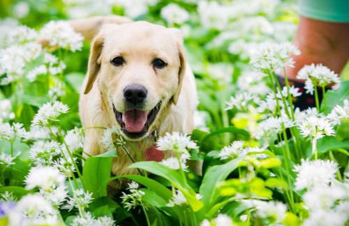 Rowley Farm Holidays - Foto 98