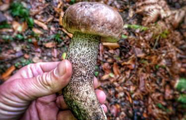 Masia Mediterranian Country House Ca l'Isidre Torrent - Foto 33