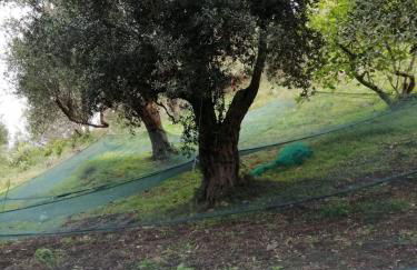 Corte degli Ulivi - Foto 22