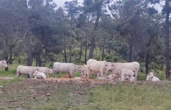 Casa rural El rincón de Gredos - Photo 44