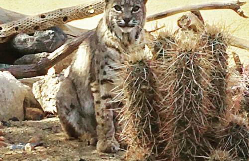 Joshua Tree Dream Weaver hot tub & National Park - Foto 16
