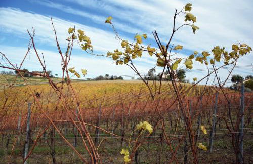Agriturismo Al Rifugio DiVino - Foto 33