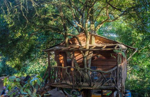 Casa da Árvore - Foto 1