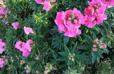 Apartamentos Turísticos Los LLanos - Foto 21