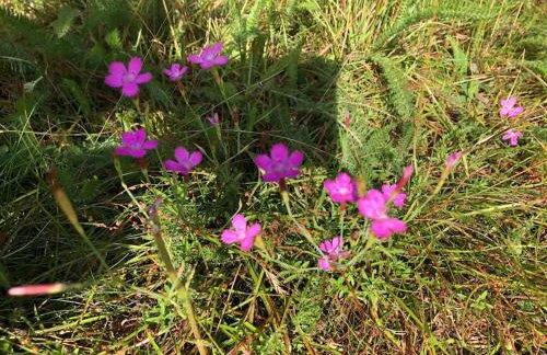 Nightingale Lodge - Adults Only - Foto 13