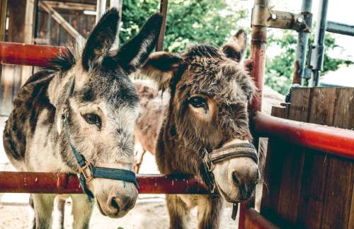 Ferienhof Mültner - Foto 33