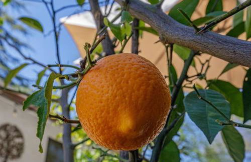 The Haven -In Town, NEWLY remodeled, Private, Stocked - Foto 25