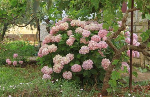 Apartments by the sea Ugljan - 8304 - Foto 12