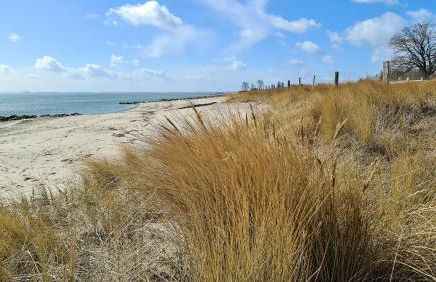 Bärenklau - Foto 17