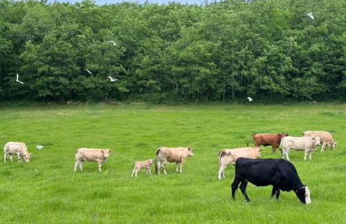 La maison dans la prairie fleurie, gîte coquelicot - Foto 11
