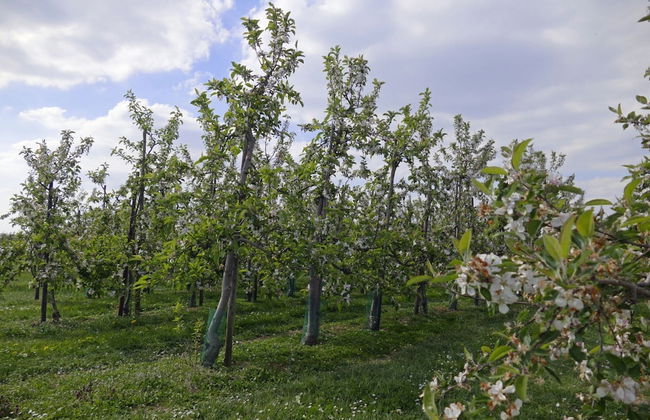Located Near Maastricht Towards the Belgium Border - Photo 75