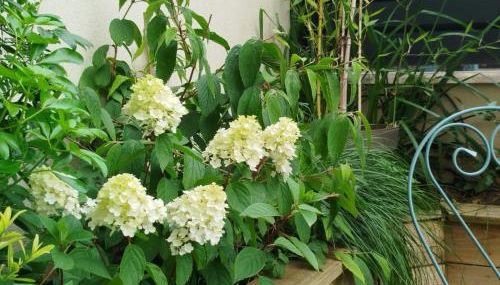 VILLA VOLTAIRE - Foto 3, Garden