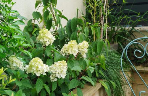 VILLA VOLTAIRE - Foto 3