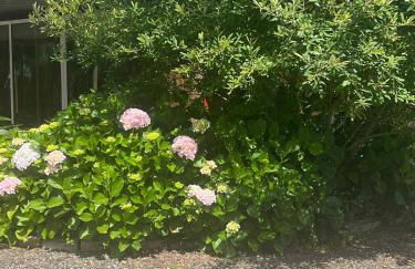 Casa Pinheiro - Foto 34