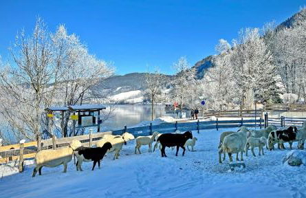 Der Anderlbauer am See - Foto 57