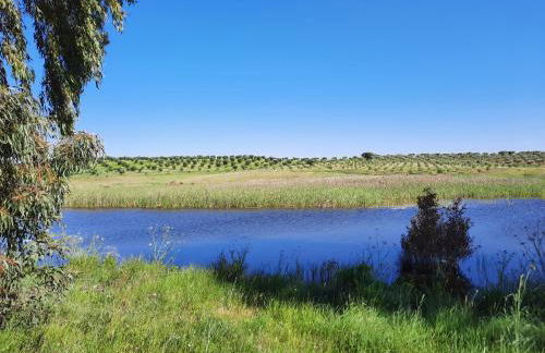 Monte da Figueira - Foto 49