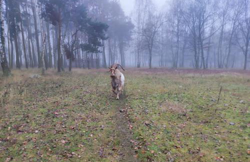 Gniazdo w Felicjanowie - Foto 77