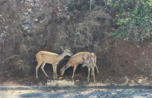 Smiling Otter Retreat! Waterfront/pool/spa/games! - Foto 8