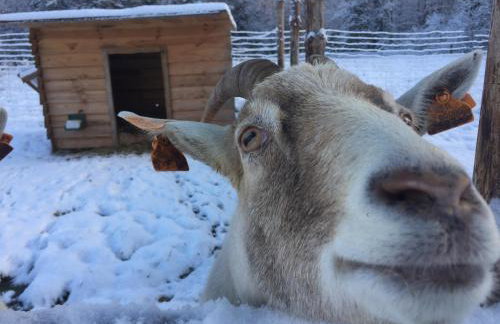 Wypoczynek na Mazurach U Sebka - Foto 8