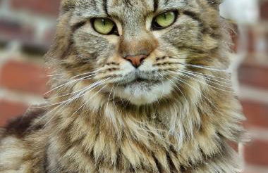 Märchenhaft urlauben auf dem Alpakahof - Foto 58