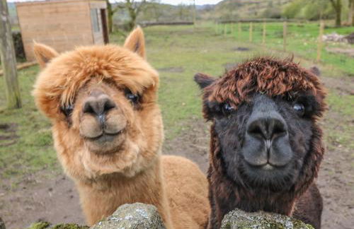 The Old Sty - Foto 18