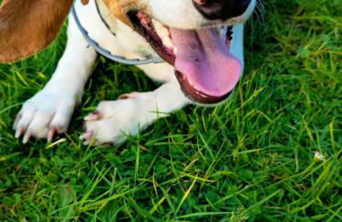 HiPyrenees - Top studio - Foto 18