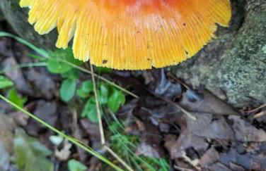 River Retreat Cabin - Living Water Farm - Foto 42