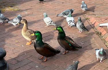 Fun 7 holidays entire flat - Foto 33