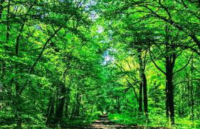 Studio with Garden - Foto 16