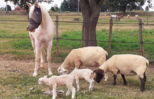 La reserve - Foto 49