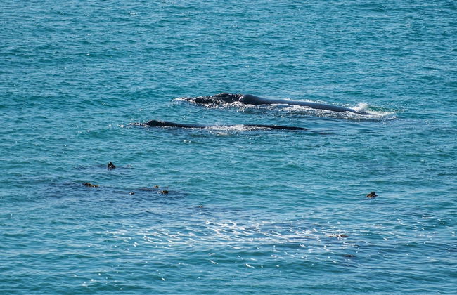 The Lookout at Whale Cove - Photo 24