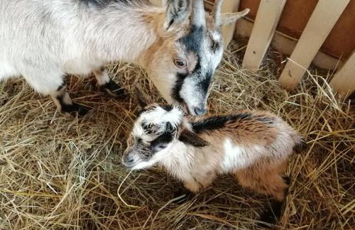 Agroturystyka Nad Łąkami - Foto 49