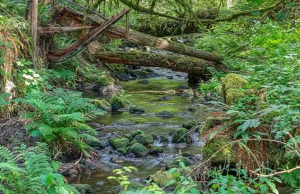 Wandering Woods - Meredith Lodging - Foto 43